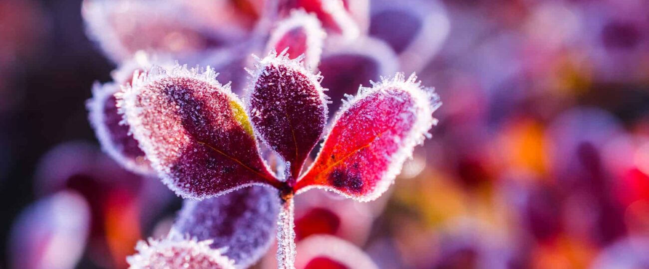 The science behind why no two snowflakes are alike